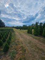 Coniferen, Tuin en Terras, Ophalen of Verzenden, Laurier, 100 tot 250 cm