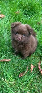 Pomeriaan x pekinees kruising pups, Dieren en Toebehoren, Honden | Chihuahua's en Gezelschapshonden, Overige rassen, CDV (hondenziekte)