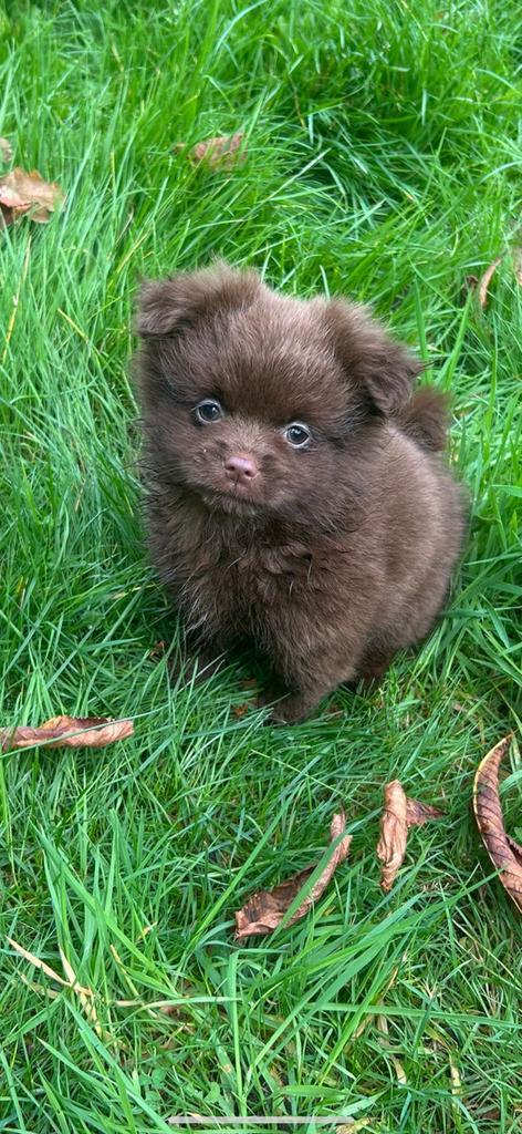 Pomeriaan x pekinees kruising pups, Dieren en Toebehoren, Honden | Chihuahua's en Gezelschapshonden, Meerdere dieren, Overige rassen