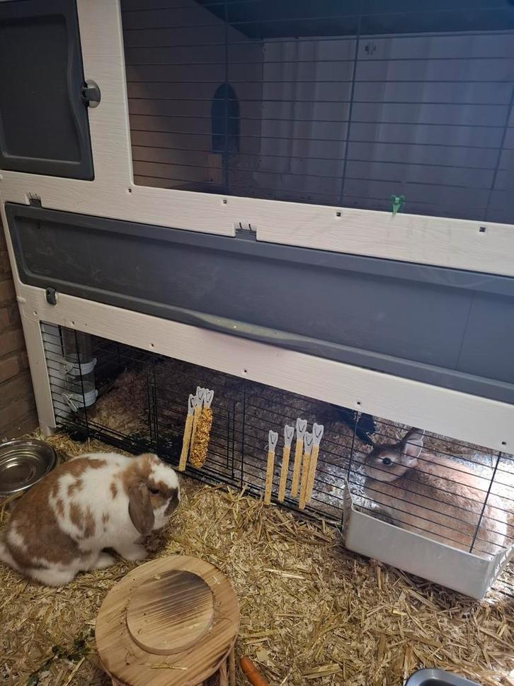 Konijnen inclusief hok en toebehoren, Dieren en Toebehoren, Konijnen, Middelgroot, Vrouwelijk, 0 tot 2 jaar, Hangoor