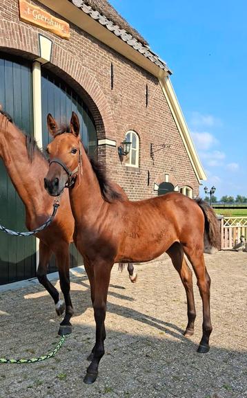 Zeer interessant gefokt merrieveulen te koop! beschikbaar voor biedingen