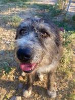 Lieve Pierro op zoek naar een thuis, Dieren en Toebehoren, Honden | Niet-rashonden, Particulier, Reu, Buitenland, Eén hond