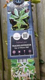 Toscaanse jasmijn plant, Tuin en Terras, Planten | Tuinplanten, Ophalen, Klimplanten, Volle zon