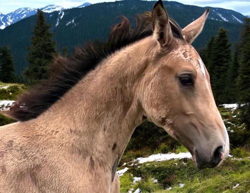 Kwaliteit en kleur prachtig NRPS valk hengst 1e premie! 😍, Dieren en Toebehoren, Paarden, Hengst, 0 tot 2 jaar