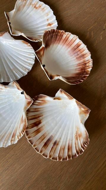 8 schelpen voor Coquilles Saint Jacques beschikbaar voor biedingen