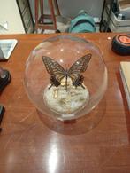 Prachtige vlinder in stolp hoogte 14 cm, Huis en Inrichting, G, G, Ophalen of Verzenden, Zo goed als nieuw