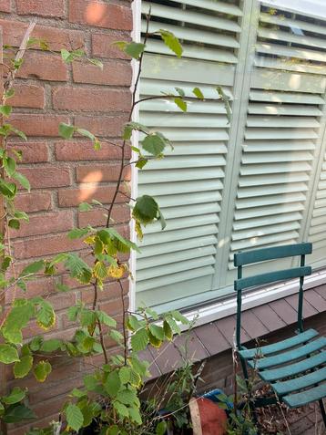 Beuk beschikbaar voor biedingen