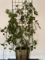 Monstera klimplant met pot en klimrek, Huis en Inrichting, Ophalen, Halfschaduw