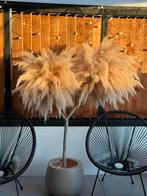 Pampasgras boom met pot - 170cm, Ophalen, In pot, Overige soorten, 100 tot 250 cm