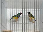 Gouldsamadine koppels, Dieren en Toebehoren, Vogels | Overige Vogels, Meerdere dieren, Tropenvogel, Geringd