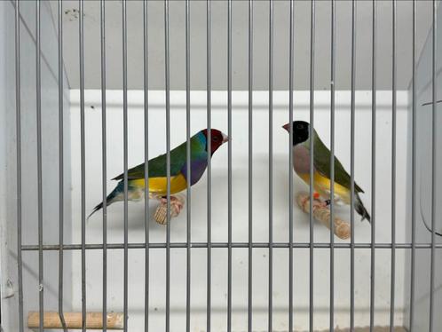 Gouldsamadine koppels, Dieren en Toebehoren, Vogels | Overige Vogels, Tropenvogel, Meerdere dieren, Geringd