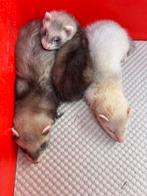 Fretten pups, Dieren en Toebehoren, Juni, Meerdere dieren