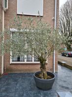 Olijfboom, Bloeit niet, 100 tot 250 cm, Olijfboom, Ophalen