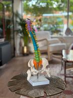 Ruggenwervel Anatomie Model, Ophalen of Verzenden, Zo goed als nieuw, Taal en Studie