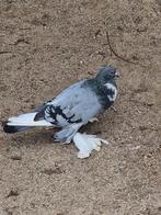 Hollandse kropper koppel, Dieren en Toebehoren, Vogels | Duiven, Meerdere dieren, Overige soorten