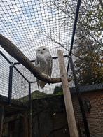 Sneeuwuilen Koppel, Dieren en Toebehoren, Meerdere dieren, Parkiet