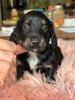 Langharige dwerg teckel teefje 1500€ black& tan, Dieren en Toebehoren, Honden | Teckels en Dashonden, Nederland, 8 tot 15 weken