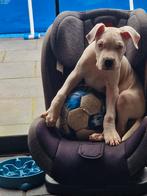 Dogo Argentino Pup, Dieren en Toebehoren, Honden | Bulldogs, Pinschers en Molossers, 8 tot 15 weken, Eén hond, Rabiës (hondsdolheid)