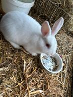 Konijn albino, Dieren en Toebehoren, Konijnen, Mannelijk, Middelgroot