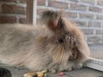 Engelse Angora + Engelse Angora-mix (blauwe ogen) vrouwtjes, Dieren en Toebehoren, Vrouwelijk, Middelgroot, 0 tot 2 jaar