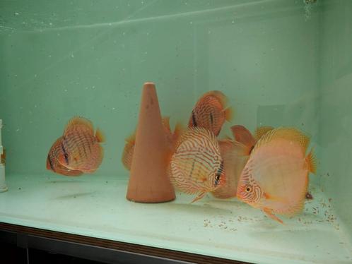 Discusvissen Stöcker €50 p.st., Dieren en Toebehoren, Vissen | Aquariumvissen, Zoetwatervis, Vis