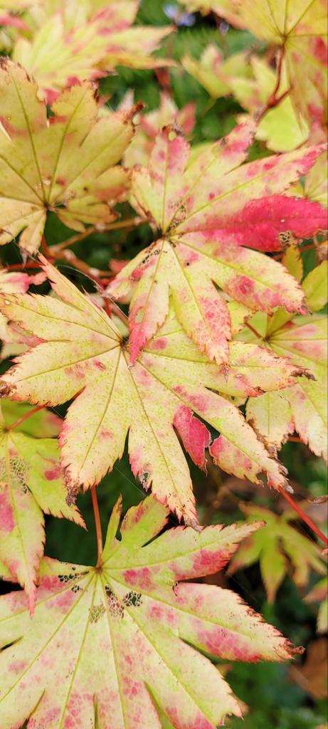 Vaste planten in potje, Tuin en Terras, Planten | Tuinplanten, Overige soorten, Halfschaduw, Ophalen