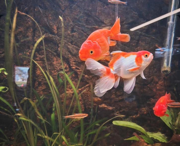 Prachtige Oranda, Dieren en Toebehoren, Vissen | Aquariumvissen, Zoetwatervis, Vis