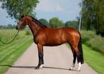 Leuke vijfjarige L2 dress/alround (normale prijsklasse), Dieren en Toebehoren, Paarden, Merrie, Dressuurpaard