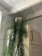 Rhipsalis te koop, Huis en Inrichting, Kamerplanten, Ophalen, Overige soorten