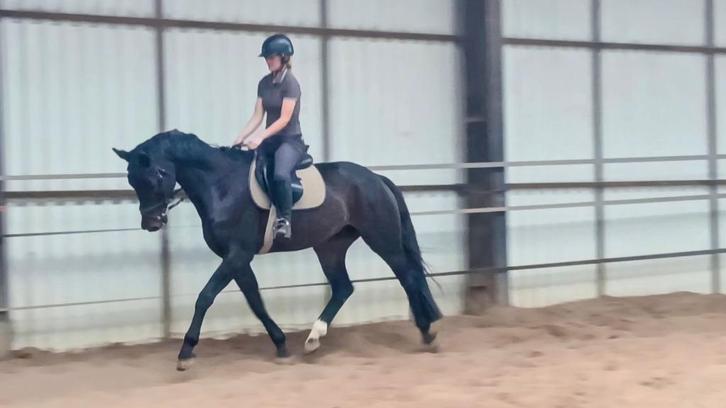 Fijn en braaf KWPN dressuurpaard direct van fokker, Dieren en Toebehoren, Paarden, Ruin, B, 165 tot 170 cm, 3 tot 6 jaar, Dressuurpaard