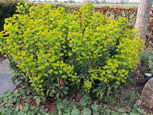 Euphorbia amagyloides,  prachtige wolfsmelk die niet woekert, Tuin en Terras, Planten | Tuinplanten, Overige soorten, Volle zon
