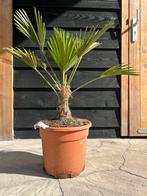 Trachycarpus Wagnerianus palmboom 10/15 cm stam, Tuin en Terras, Planten | Bomen, Minder dan 100 cm, Zomer, Volle zon, Ophalen