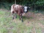Bonte dekram te koop, Dieren en Toebehoren, Schapen, Geiten en Varkens, Mannelijk, Schaap, 0 tot 2 jaar