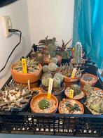 Cactus, Tuin en Terras, Planten | Tuinplanten, Ophalen, Overige soorten, Volle zon