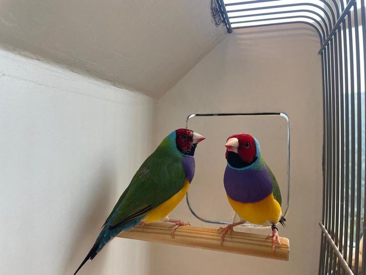 Gouldamadines, Dieren en Toebehoren, Vogels | Overige Vogels, Meerdere dieren