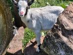 Mooi gecastreerde dwerggeit, Dieren en Toebehoren, Schapen, Geiten en Varkens, Mannelijk, Geit