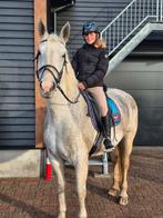 Lease/Verzorgpony of paard gezocht, Ophalen of Verzenden, Nieuw