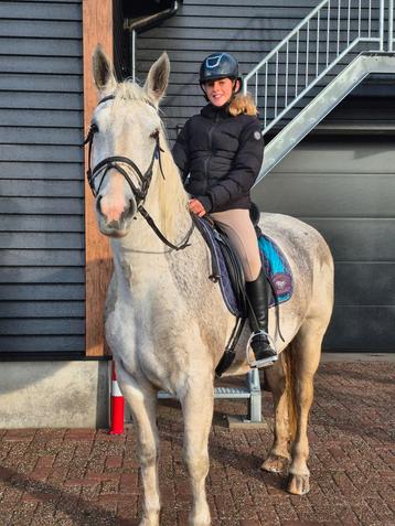 Lease/Verzorgpony of paard gezocht beschikbaar voor biedingen