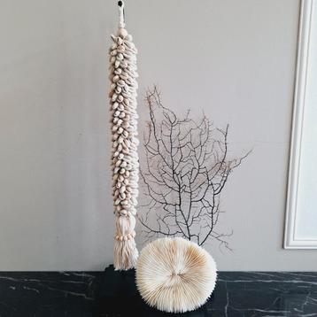 Gave set woonaccessoires zeegras en kauri schelpen beschikbaar voor biedingen