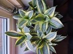 Mooie planten, Ophalen, Overige soorten, Minder dan 100 cm