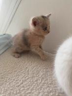 Mix britse korthaar kittens/ rus, Dieren en Toebehoren, Katten en Kittens | Raskatten | Korthaar, Meerdere dieren, Ontwormd, 0 tot 2 jaar