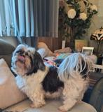 Shih Tzu op zoek naar en nieuwe gouden maandje, Dieren en Toebehoren, Honden | Chihuahua's en Gezelschapshonden, 6 jaar of ouder