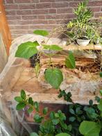 Anna Paulowna plantjes, Overige soorten, Volle zon, Vaste plant, Ophalen of Verzenden