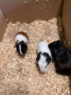 Cavia’s, Dieren en Toebehoren, Oktober, Vrouwelijk, Cavia