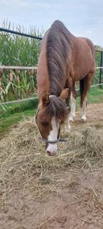 Brave B pony ruin, Welsh, 24 jaar, Dieren en Toebehoren, Pony's, Ruin, Zadelmak, Ontwormd, B pony (1.17m tot 1.27m)
