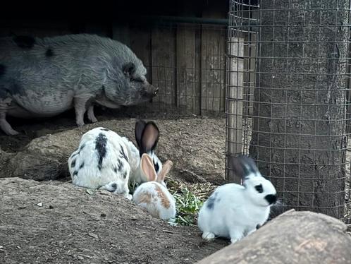 Duitse Reus / Lotharinger, Dieren en Toebehoren, Overige Dieren, Meerdere dieren, Na 1 juli 2024