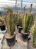 Cactus Neocardenasia Herzogiana potmaat 25 cm, Huis en Inrichting, Kamerplanten, Ophalen of Verzenden, Minder dan 100 cm, Bloeiende kamerplant