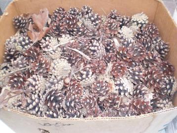  twee dozen dennenappels om bijv. de haard aan te maken beschikbaar voor biedingen
