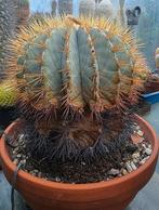 Grote cactus, 40cm gezond, Ophalen, Cactus, Volle zon, Minder dan 100 cm