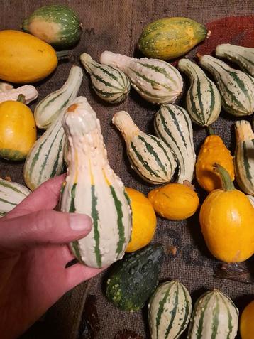 Decoratieve Sierkalebas Mix beschikbaar voor biedingen